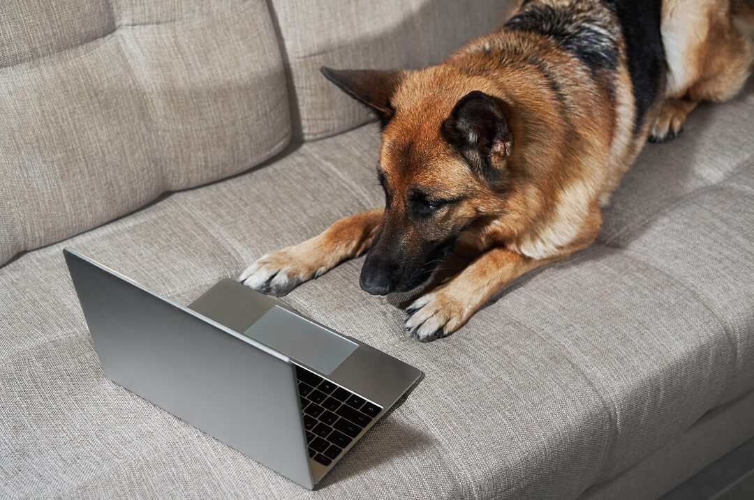 Virtual Dog Training - From A Dog's View